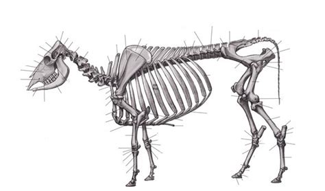 Bovine Skeleton Diagram Quizlet