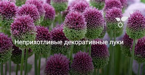 Неприхотливые декоративные луки . Фото — Ботаничка