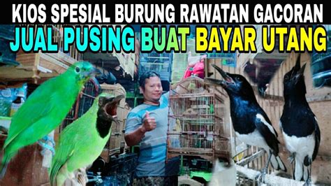 KIOS SPESIAL BURUNG RAWATAN GACORAN JUAL PUSING BUAT BAYAR UTANG DI