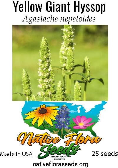Yellow Giant Hyssop