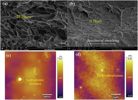 Sem Images Of Freeze‐dried Paam‐dvb008 A Cross‐section Of The Sample