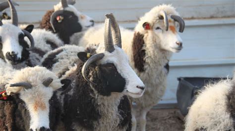 Jacob Sheep Get To Know This Old World Sheep Breed