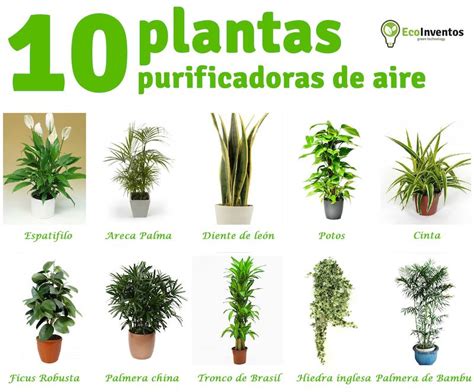 10 Plantas Que Purifican El Aire De Tu Casa