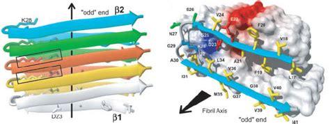 Cartoon Of Sheet Amyloid Structure Based On Nmr Spectra Notice The