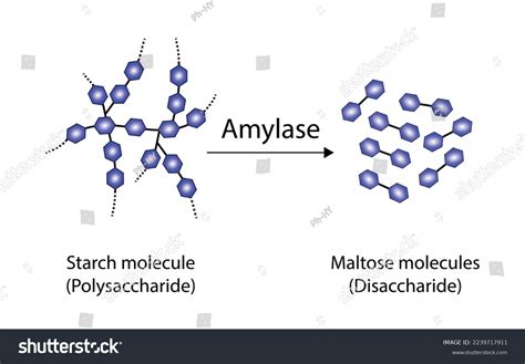 Polysaccharide Starch