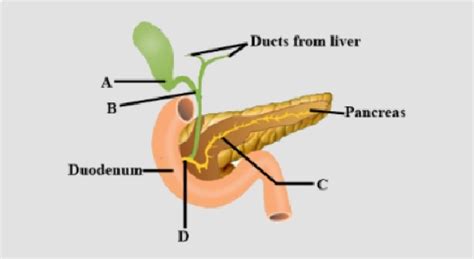 The Given Diagram Shows A Duct System Of Liver Gallbladder And Pancreas Write The Names Of