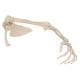 3B Scientific A46L Arm Skeleton With Scapula Clavicle Model 3B Smart