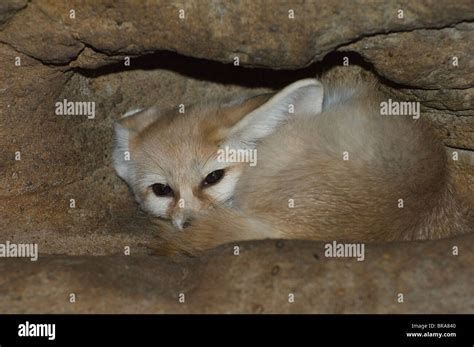 Fennec Fox Hiding In A Burrow Africa Stock Photo Alamy