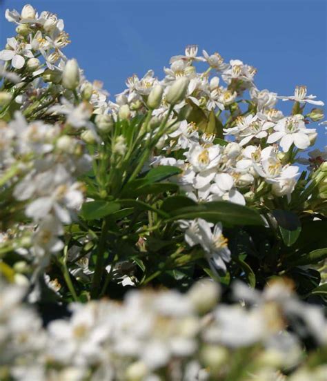 Choisya ternata - planting, pruning and advice on caring for it