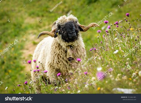 Valais Blacknose Sheep Switzerland Stock Photo 1512661481 | Shutterstock