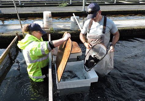 Fish Hatcheries In Pa