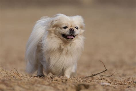 Pekingese Peke Dog Breed Characteristics And Care