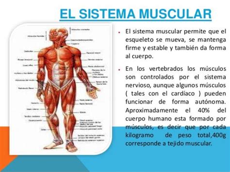 Todas las PARTES del sistema MUSCULAR - [RESUMEN con FOTOS!]