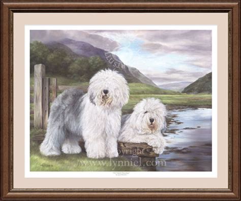 Old English Sheepdogs Fine Art Dog Print By Lynn Paterson Ebay