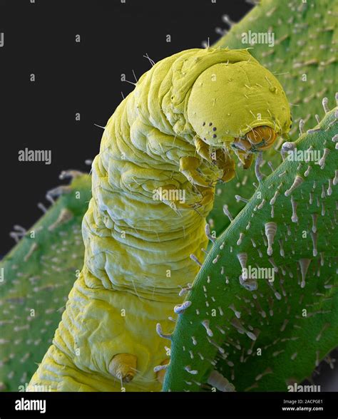 Caterpillar On Tobacco Plant Coloured Scanning Electron Micrograph