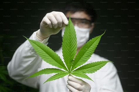 Scientist is checking and analyzing a cannabis leaves for experiment