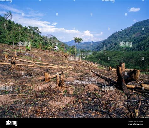 Deforestación De La Selva Amazónica Para La Agricultura En El Departamento De Pasco Perú