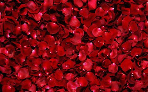 Red Rose Flower Backgrounds - Wallpaper Cave