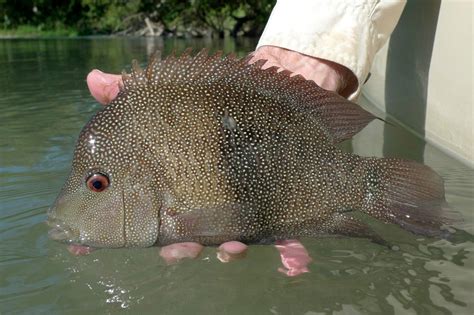 Rio Grande Cichlid Also Known As Texas Perch I Catch This All The Time