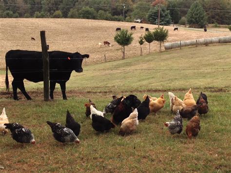 Virginia Free Range Chickens and Grass Fed Beef