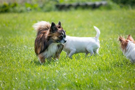 Chihuahua Dog Chiwawa - Free photo on Pixabay - Pixabay