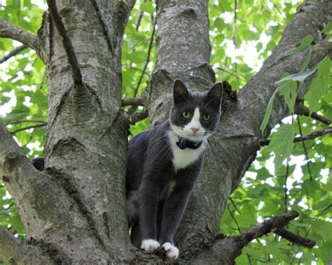 How to Stop a Cat From Climbing a Tree: 8 Methods & Safety Tips - Catster