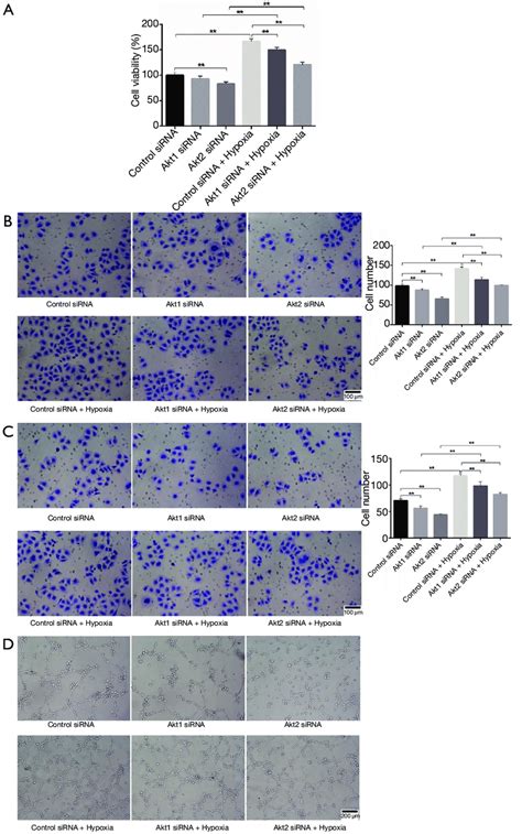 The Accumulation Of Akt Pdk1 Induced Malignant Phenotype Of Cl1 5 Cells Download Scientific