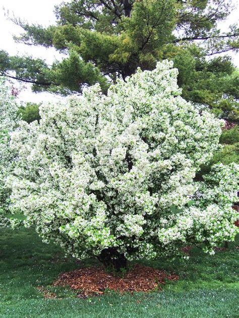 Dwarf Flowering Crabapple Trees Zone 5 : Trees Safe for Septic Systems ...