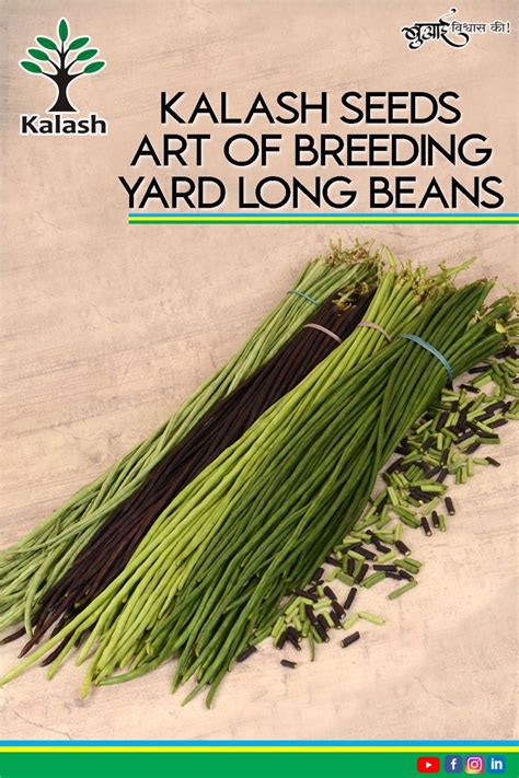 Kalash Seeds Pvt Ltd On Linkedin Kalashseeds Yard Long Beans