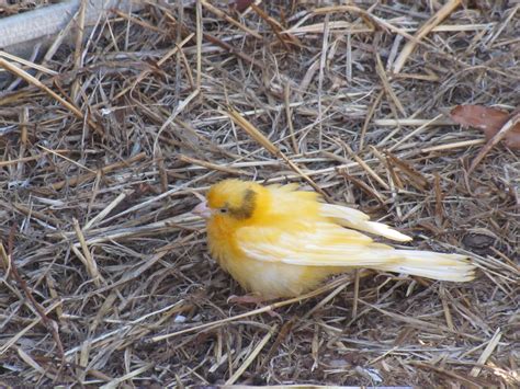 Hello little Canary - Trevor's Birding