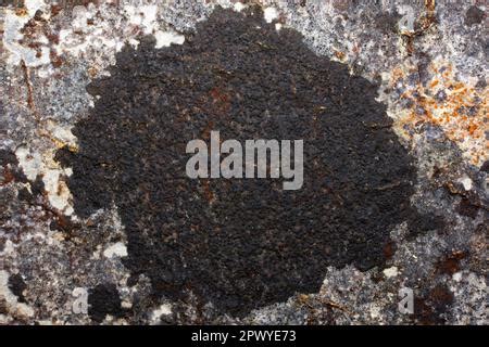 Verrucaria Nigrescens Is A Crustose Lichen Common On Calcareous Rocks