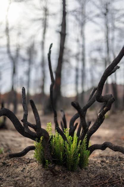 Bosque De Dadia Grecia Renace Del Fuego Foto Premium