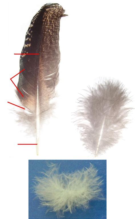 Estructura De Una Pluma Y Diferentes Tipos De Plumas A Pluma De