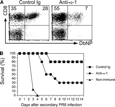 The Collagen Binding α1β1 Integrin VLA 1 Regulates CD8 T Cell Mediated