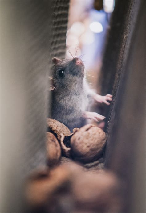 Understanding The Importance Of Mouse Prevention Mice Mob Exterminators