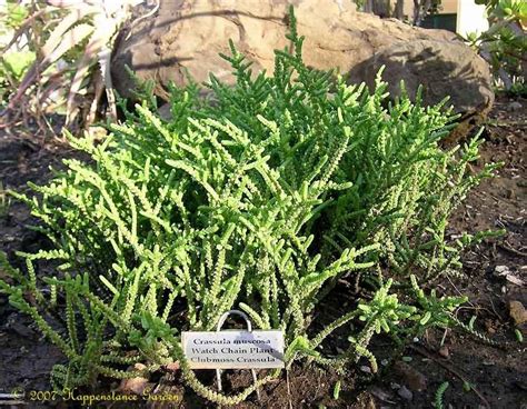 Plantfiles Pictures Crassula Species Watch Chain Plant Clubmoss