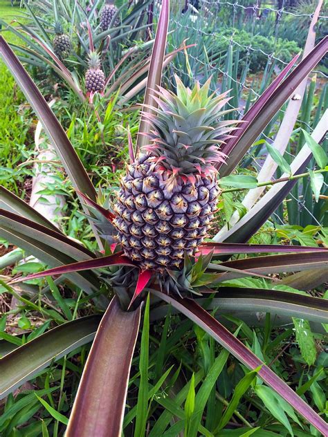 Pineapple Plant Fruit Free Photo On Pixabay Pixabay