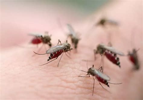 Dedetização de Mosquitos Zet Tec Dedetizadora Desentupidora