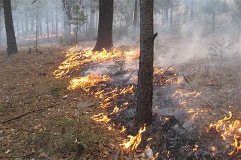 Dos Incendios Arrasan Con Dos Hectáreas De Bosque Y Un Taller Mecánico