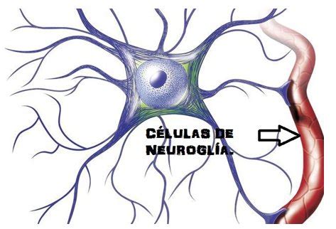 Celula Neuroglia