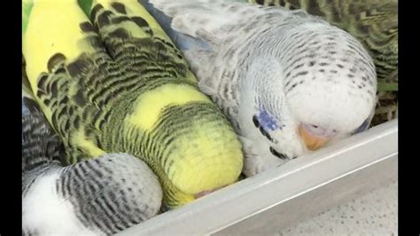 Cute Baby Budgies Youtube