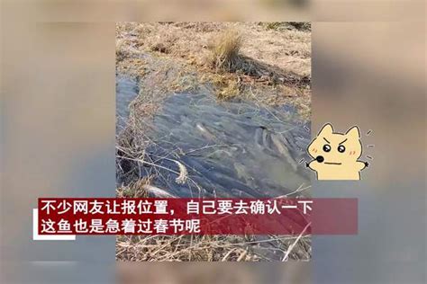 女子路过河边往下看，密密麻麻全是鱼往前游，体型肥硕宛如特效