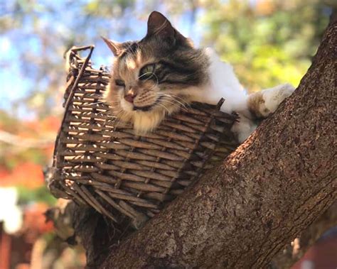 The 5 Cutest Cats At Lanai Cat Sanctuary Lanai 96763