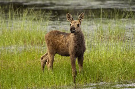 Alaskan Moose Calf Alaska Photograph by Michael Quinton - Fine Art America