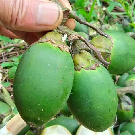 Jual Buah Pinang Muda Press 500gram Shopee Indonesia