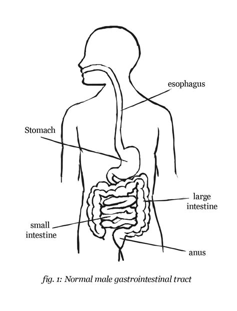 Digestive System Blank Diagram For Kids Sketch Coloring Page