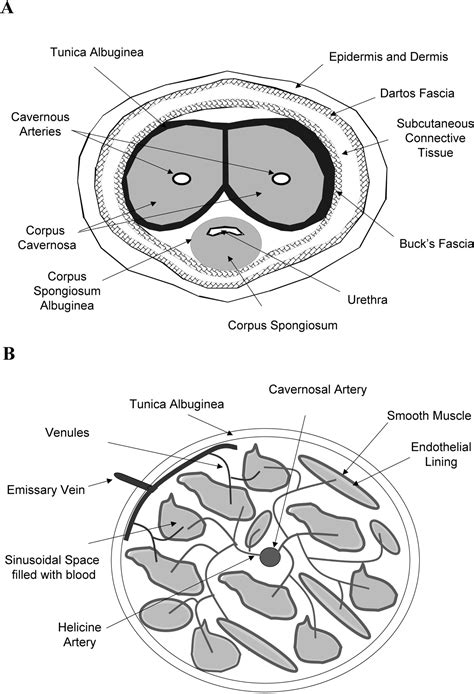 Corpus Cavernosum Smooth Muscle Physiology A Role For Sex Hormones