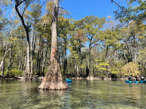 Weekly What Is It Cypress Trees Ufifas Extension Escambia County