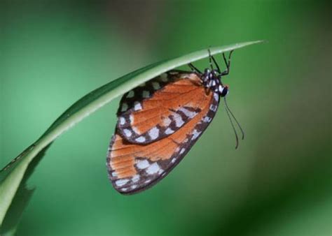 Twin Spot Telipna Telipna Consanguinea Consanguinea