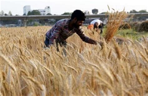 Wheat Procurement In Punjab To Begin From April